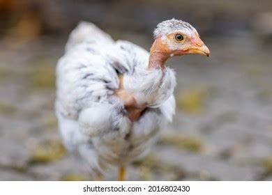 Naked Neck Hen Images Stock Photos Vectors Shutterstock