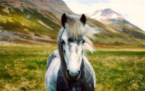 Download wallpapers Icelandic Horse, mountains, horses, close-up, wildlife, Iceland for desktop ...