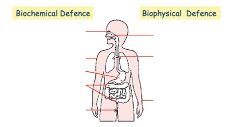 Innate Immunity Diagram Quizlet