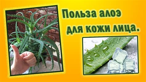 Польза АЛОЭ.Маски для лица с алоэ,лед с алоэ для лица. - YouTube