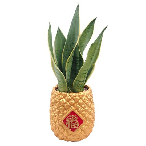 CNY-816 Pineapple Sansevieria - Little Flower Hut #1 Singapore Online ...