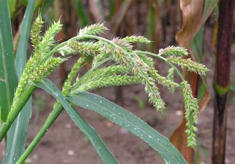 Barnyard Grass