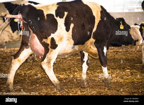 Cow giving birth calf hi-res stock photography and images - Alamy