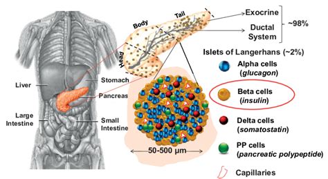 Islets Of Langerhans Diagram