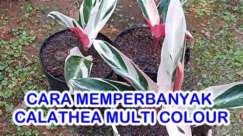 CARA MERAWAT DAN MEMPERBANYAK CALATHEA MULTI COLOUR MERANTI BALI