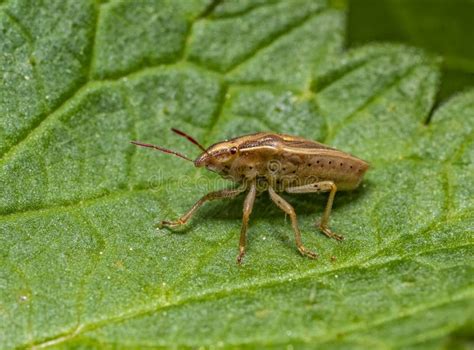 Bishops Mitre Shield Bug Stock Photo Image Of Outdoor 278556288