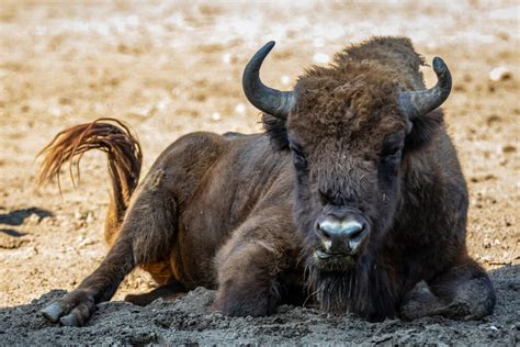 European bison – Zoo Berlin