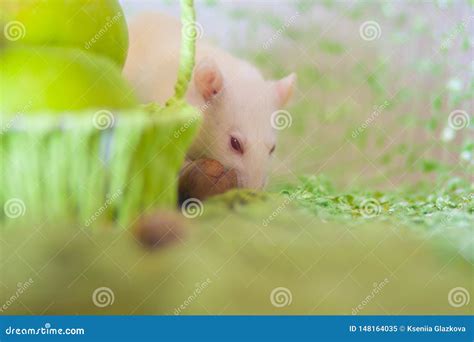 A Rat Nibbles a Nut. White Mouse with Food Stock Image - Image of pose ... 