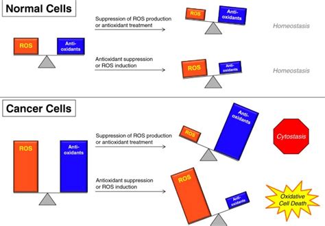 Mitochondrial Reactive Oxygen Species And Cancer Cancer Metabolism