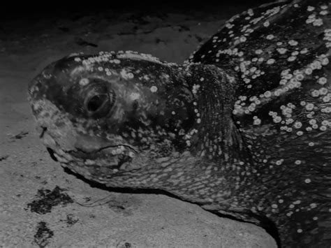 Sea Turtle Nesting Season 2020 Loggerhead Marinelife Center