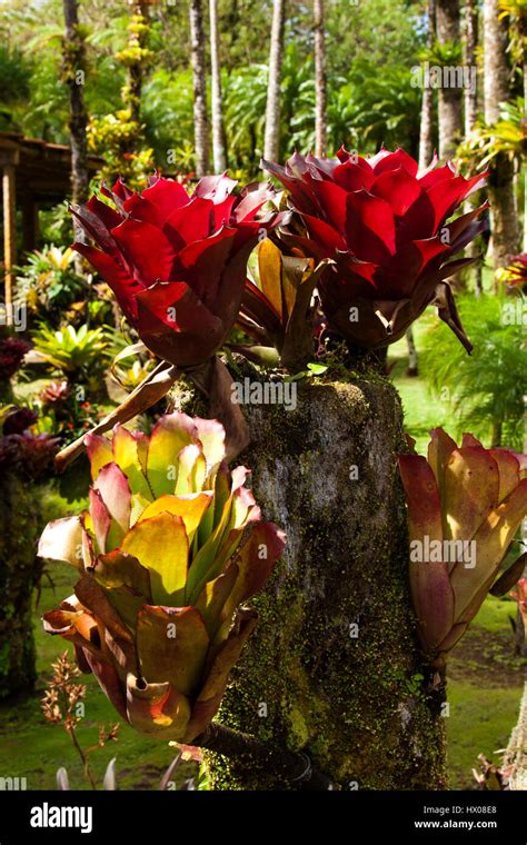 Balata Botanical Gardens Hi Res Stock Photography And Images Alamy