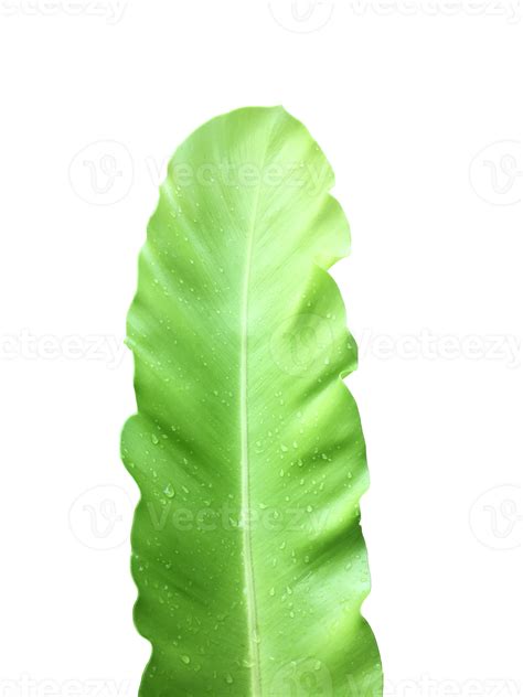 Isolated Asplenium Nidus Leaf Or Bird Net Fern Leaf With Clipping Paths