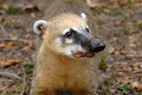 Chaco Wildlife
