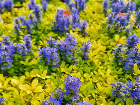 Ajuga Reptans Cordial Canary Wholesale Nursery Nurseries In
