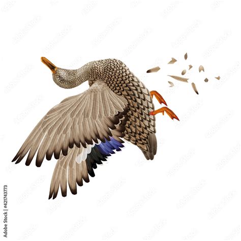 La Chasse Tirer Canard Siffleur Femelle M Le Volant Ciel Vol