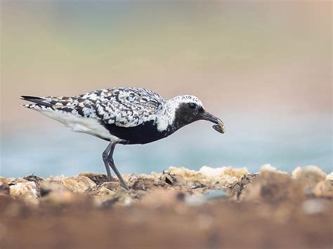 Grey Plover Bird Facts (Pluvialis squatarola) | Birdfact