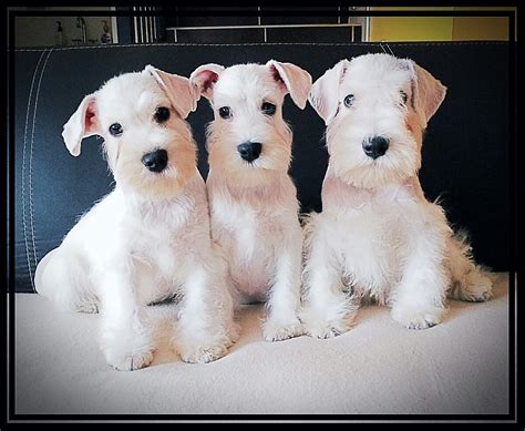 Schnauzer Miniatura Blanco Con Pedigree Internacional 3000000 En