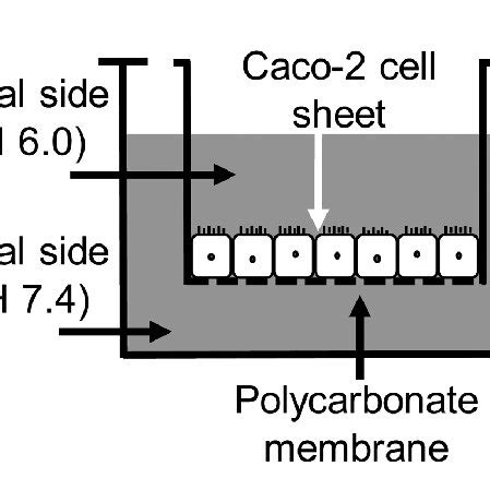 Apparatus for intestinal epithelial permeability testing. The Caco-2 ...
