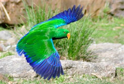 healesville sanctuary  kids workshop steve parishs blog