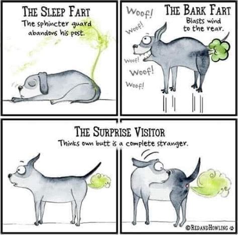 Veterinary - A guide to canine flatulence: from stealth mode to full ...