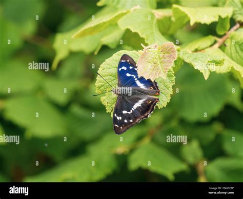 Purple Emperor Butterfly Stock Photo - Alamy