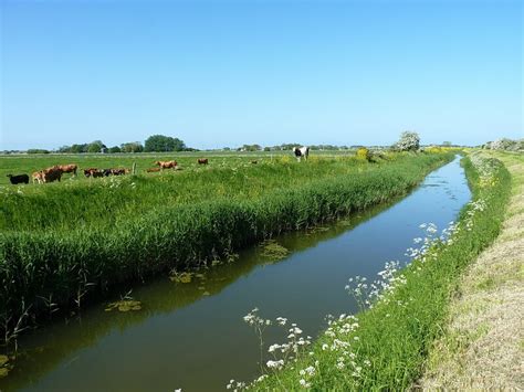 Cattle In Fields North Of Grayfleet Richard Law Cc By Sa 2 0