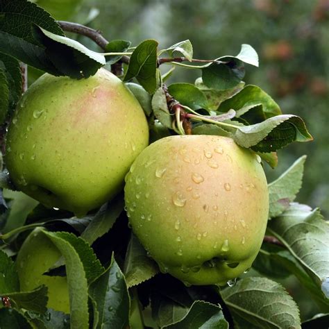 Mela Golden Delicious Bio, la preferita dagli Italiani! - Biorfarm