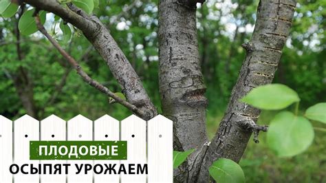 Отгибание веток с пропилом. Для чего нужно и как правильно делать ...
