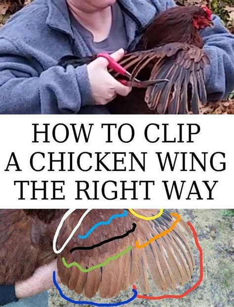 Step By Step How To Clip A Chicken Wing With A Full Video Photos And