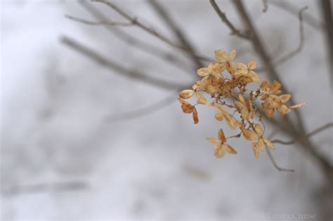 hydrangea  winter hydrangea hydrangea blossoms winter