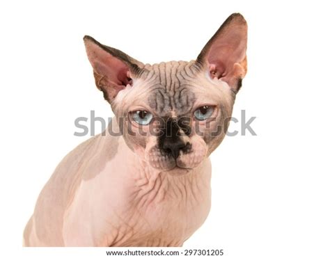 Grumpy Naked Sphinx Cat Portrait White Stock Photo Shutterstock