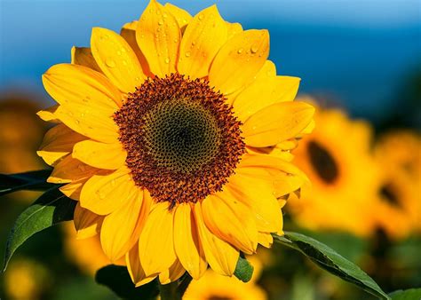 Sunflower The Morning Flower · Free photo on Pixabay