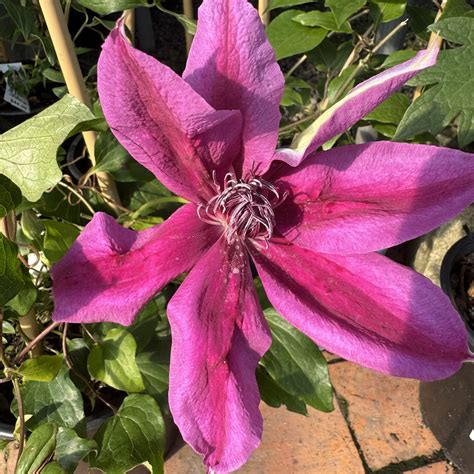 Clematis Hybrid 'William Keay' - Lushingtons
