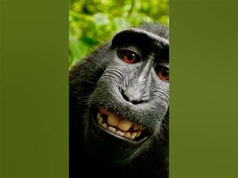 МОНКЕ!!! - YouTube
