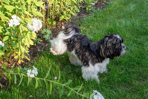 The dog raised its paw and pees in the grass 55934881 Stock Photo at