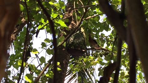 Bay Cu Gay Thu Nuoc Gu Cu A Dung YouTube