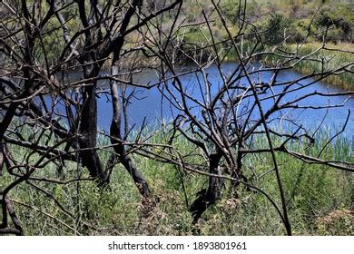 Side View Tall Grass Naked Trees Stock Photo 1893801961 Shutterstock