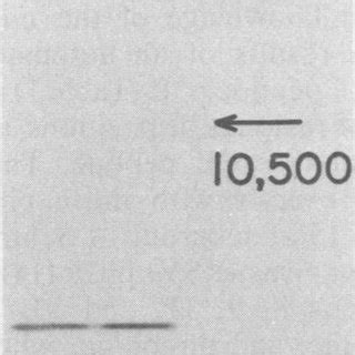 (13 ,ug of protein); B, peak B of (8 .g of protein). Arrow, position of ...