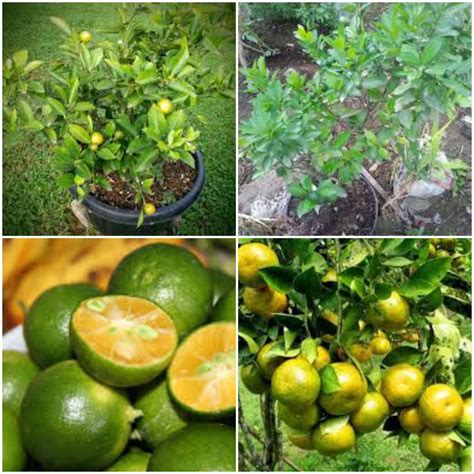 jual bibit tanaman jeruk kasturi okulasi shopee indonesia