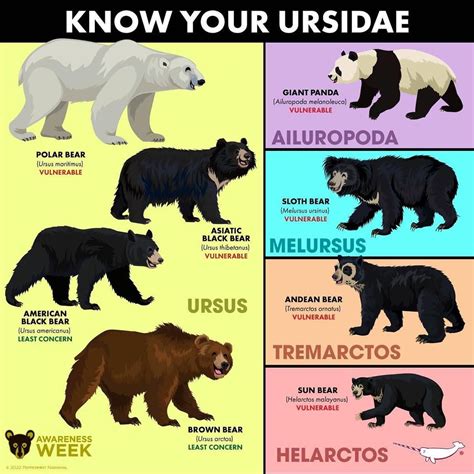 Types Of Bears Artofit