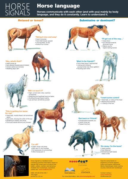 horse body language