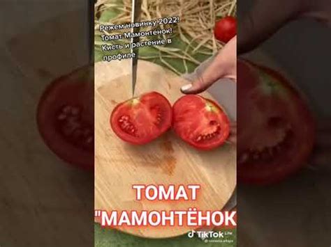 #томат_мамонтенок #семена_Алтая - YouTube