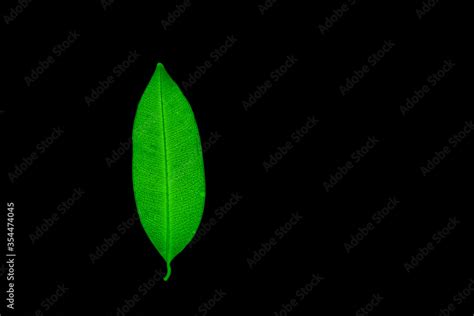 Transparent green leaves with isolated black background for medical ...