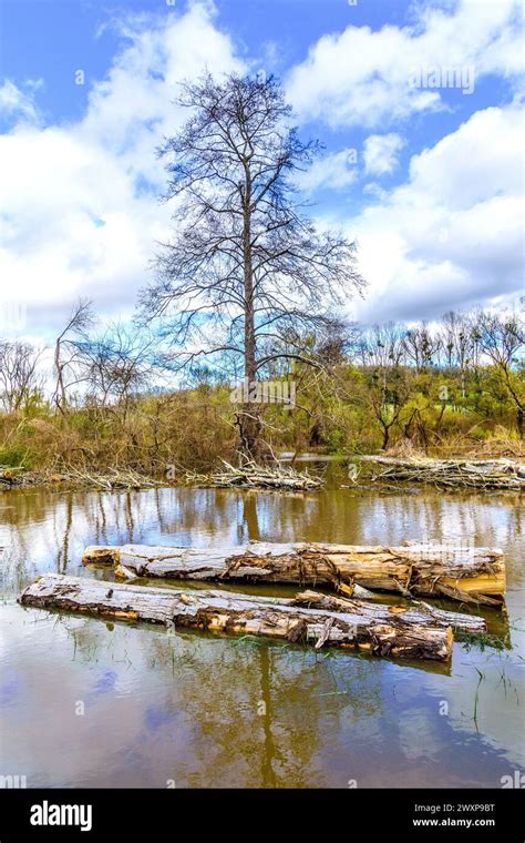 Waterlogged Site After Felling Poplar Peuplier Trees Now Surrounded