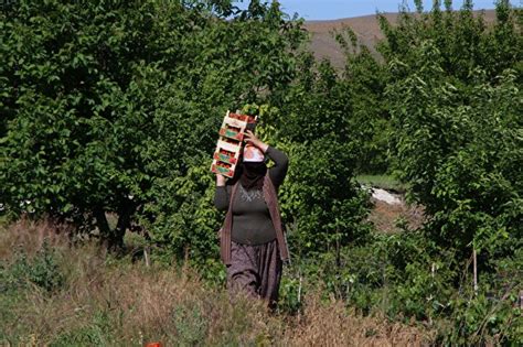 Elazığ un meşhur Uluova çileğinde hasat başladı Kilosu tarlada 11