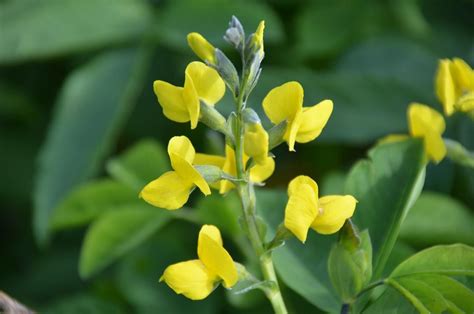 Термопсис ланцетный растения (71 фото) - красивые картинки и обои на ...