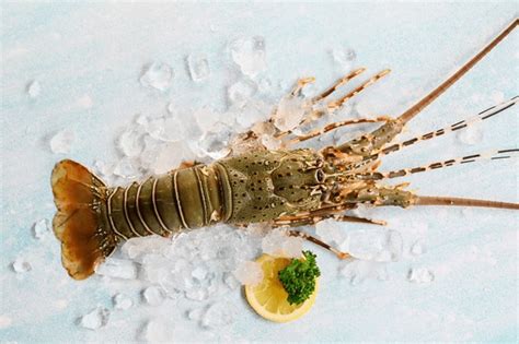663 Cooked Spiny Lobster Dish Royalty Free Photos And Stock Images