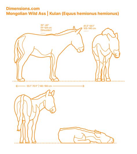 Plains Zebra Equus Quagga Dimensions Drawings Dimensions