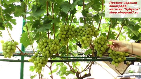 Виноград ХЕЛЕНА, раннего срока созревания, с мускатным ароматом ягод и ...