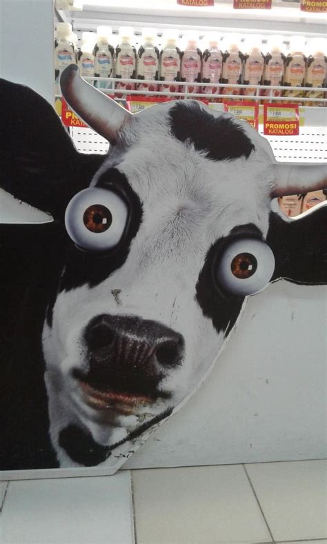 mentahan intro tt sapi aesthetic tt sapi jumpscare foto sapi